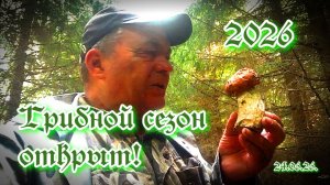Грибной сезон 2026 открыт!