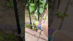 Плетение из полимерной лозы
