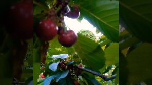 ВИШНЯ ЧЕРЕШНЯ #популярно #фрукты #еда #вкусно #можно