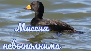 Утиная Миссия не выполнена 🦆