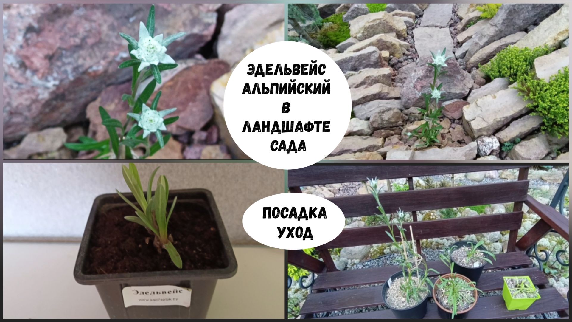 Эдельвейс альпийский в ландшафте сада. Посадка, уход.