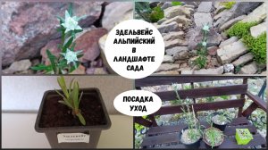 Эдельвейс альпийский в ландшафте сада. Посадка, уход.