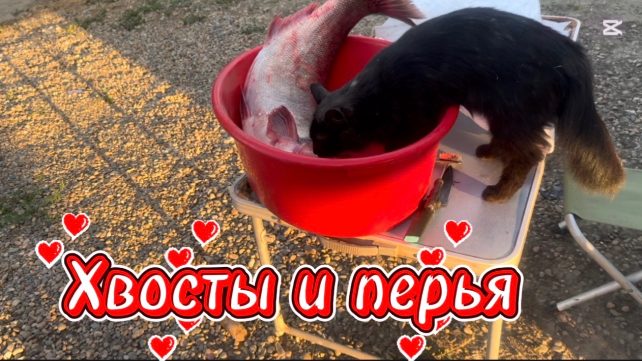 ❤️Как и положено по четвергам/ Пернатые дали жару. смотреть онлайн