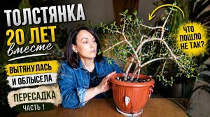 Ч.1 Как пересадить Денежное дерево? Грунт для Крассулы. Гнилые корни🥵