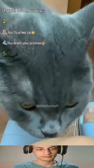 Учуял чужого Кота