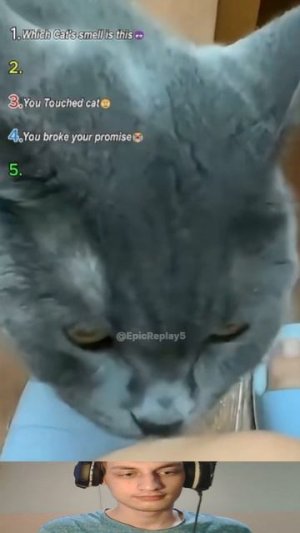 Учуял чужого Кота