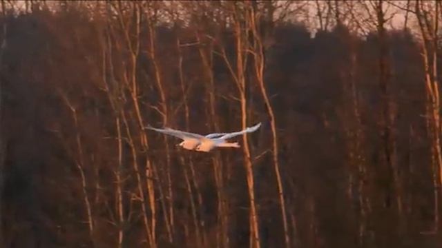Le Rappel Des Oiseaux смотреть онлайн