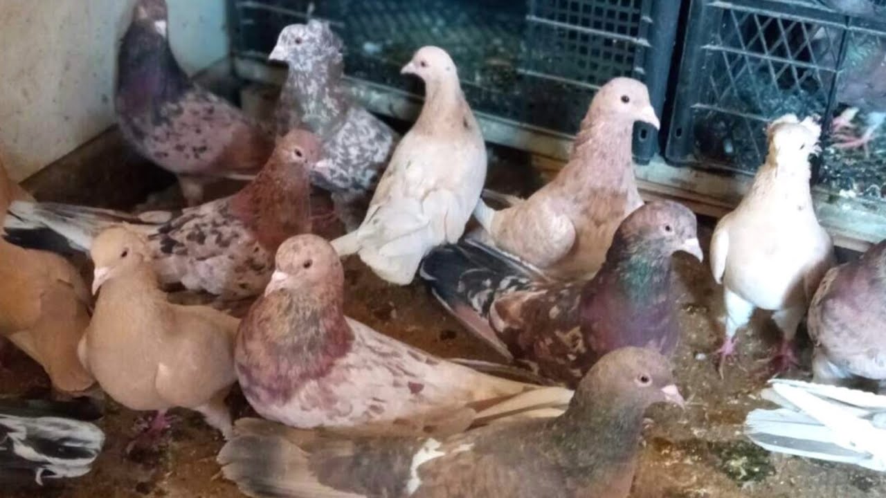 Бакинские мраморные бойные голуби Загира Халилова. Манаскент, Республика Дагестан. Bakı göyərçinlər смотреть онлайн