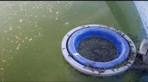 Бассейн. От болота до чистоты воды. Подробно.