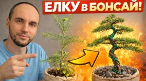 Мой первый бонсай 🌲 Bonsai