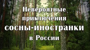 Невероятные приключения сосны-иностранки в России