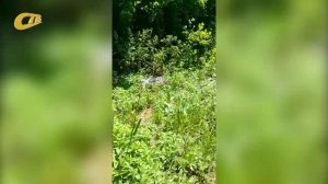 ГОРОЖАНЕ ЖАЛУЮТСЯ НА СОСТОЯНИЕ КЛАДБИЩА В П. РАСТОРОГ ЖЕЛЕЗНОГОРСКОГО РАЙОНА