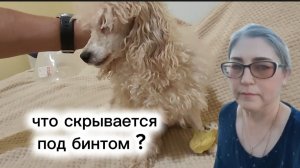 Перевязка ноги у Собаки Пришлось показать все ,что скрывала