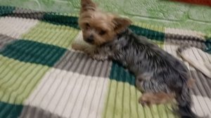 Как хочу, так и лежу на своей кровати 😍