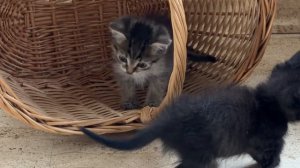 ДНЕВНИК лесного кота Барсика «День знакомства с котятами!» 25.06.2026