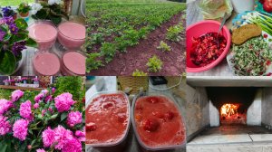 Топлю печь ,снова мусс ,пропалываем картошку .