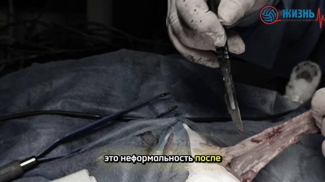Новообразование молочной железы у кошек. Ветеринарный врач онколог в Калуге. смотреть онлайн