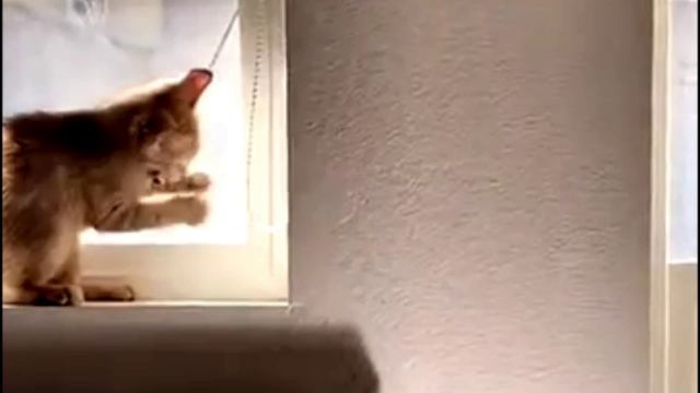 Заставка для видео Маленький котенок № 597