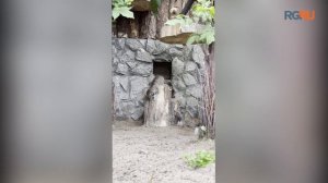 Котята манула Пепе устроили забег по вольеру в зоопарке Петербурга
