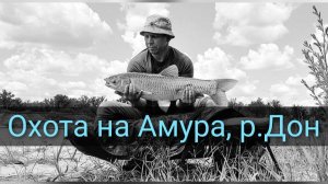 Ловля амура на реке Дон 2026