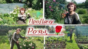 Обрезаю розы после первого цветения.