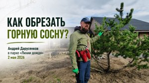🌲 Как сформировать горную сосну?