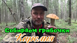 Собираем грибочки