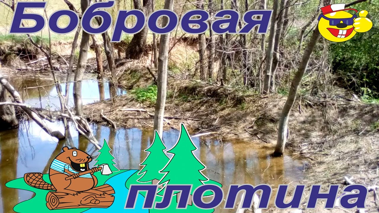 Бобровая плотина смотреть онлайн