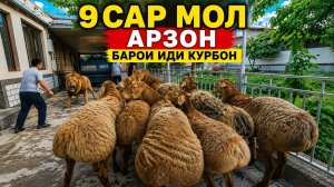 9сар молхо барои иди курбон омад сахт фарбех
