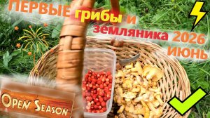 ПЕРВЫЕ ГРИБЫ и ЗЕМЛЯНИКА в Подмосковье 2026!!! ГРИБНОЙ сезон в конце ИЮНЯ 2026 открыт! ЛИСИЧКИ 2026.