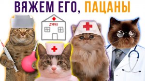 Котодурка)) Приколы с котами