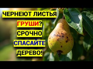 Черные листья на ГРУШЕ: причины, лечение и профилактика