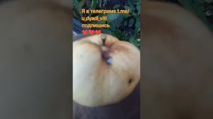 Яблони в саду у дяди Вити. Болеют. #яблоко #яблоня #сад #дача #огород #дядявитя