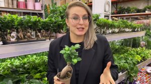 Самые популярные растения сейчас-показываю, что продаётся!