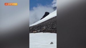 МАМУ-КОЗУ С ДЕТЁНЫШАМИ ВСТРЕТИЛИ ПУТЕШЕСТВЕННИКИ НА ЭКСТРУЗИИ ВЕРБЛЮД • БЕЗ КОММЕНТАРИЕВ