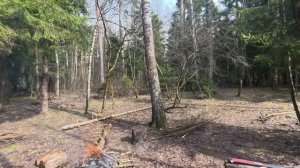 Шашлык в лесу. Неожиданная встреча с лосями.
