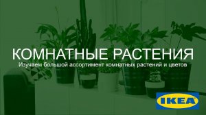 ОБЗОР. Комнатные растения и цветы ИКЕА. Детально и с юмором.