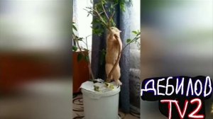 ДЕБИЛОВ ТВ 2 (6)