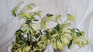 Укоренение 🧐Макушки Шефлера Жанин очаровательной красотки🥰