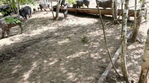 Охота на Кабана 🐗
