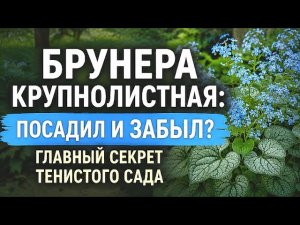 Брунера 🌿крупнолистная: посадил и забыл? Главный секрет тенистого сада#video #flowers #брунера#сад