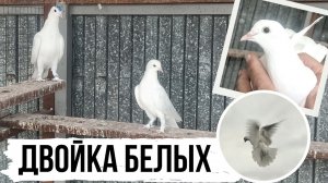 Белая Такла в работе. Голуби Льва Горбунова | Takla Güvercinleri ⭐️
