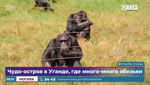 Чудо-остров в Уганде, где много-много обезьян