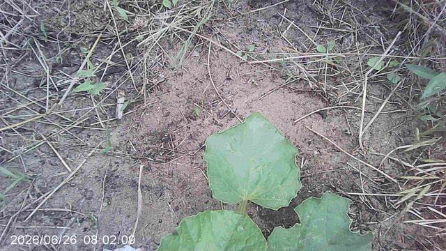 Обзор части нашего нижнего огорода, расположенного в саду: (дыня "Шаранте" и кабачки "Цукеша")