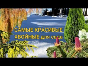 ТОП-5 ЛУЧШИХ ХВОЙНЫХ РАСТЕНИЯ🌲 для любого САДА | Самые Красивые Хвойные | Лучшие хвойные в моем саду