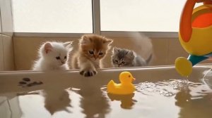 Милашки котики из нейросети
