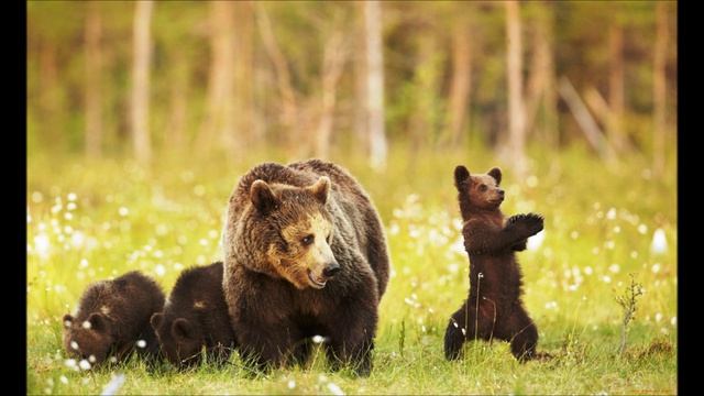 Слушание музыки. Ю. Виноградов. Танец медвежат.