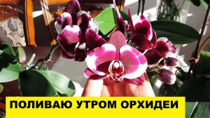 ПОЛИВАЮ УТРОМ ОРХИДЕИ..СОЛНЕЧНЫЙ БАЛКОН
