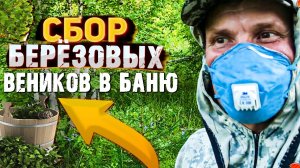 Заготовка березовых веников