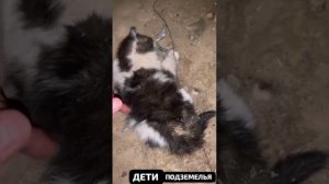🆘Живут в подвалах кошки и котята.Без злости, зависти, греха.А рядом - люди .Веселые.«Хи-хи, Ха- ха»